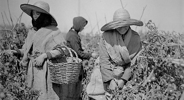 Los Inicios Del Cultivo Del Tomate En La Gomera